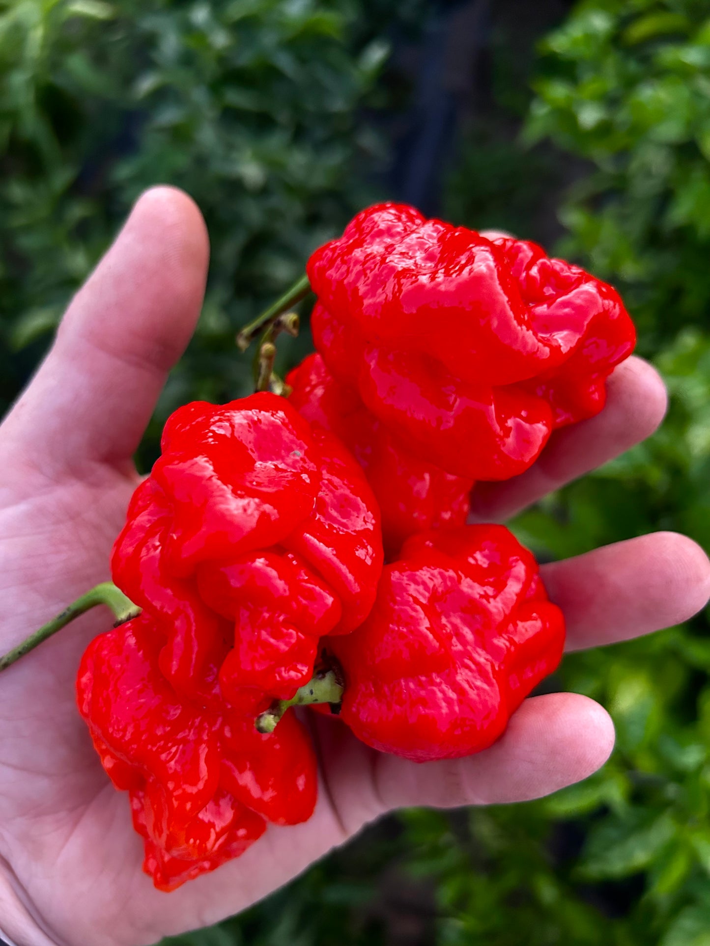 El Diablo Hot Peppers