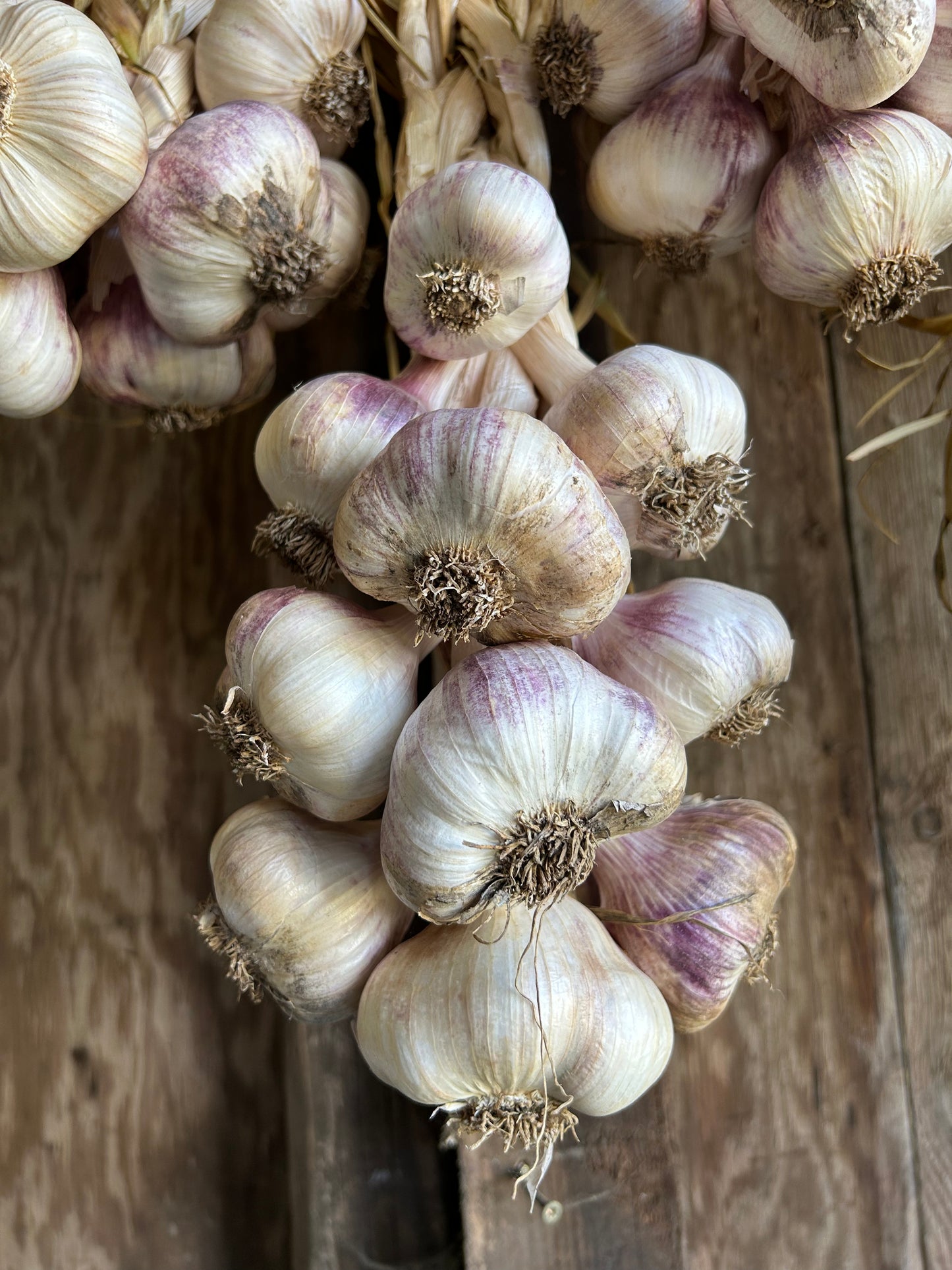 Garlic Braids